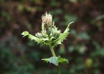 Kohl-Kratzdistel (Cirsium oleraceum) - © Emanuel Trummer
